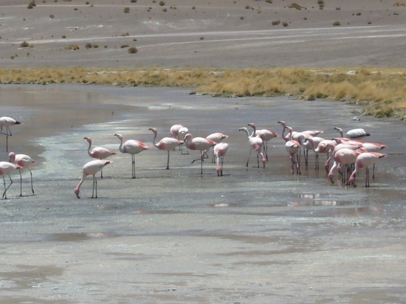 Travel - Bolivia - Salar De Uyuni - The Lakes